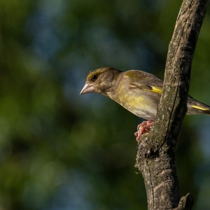 Redwell   27 05 2020   D500   Les 156.jpg